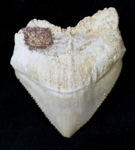 Large, Squalicorax (Crow Shark) Fossil Tooth #19275